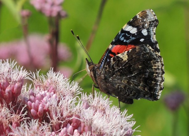 A black, grey, white and orange butterfly on a pink flower