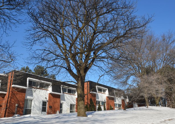 A large tree with bare branches in front of row houses from the 19602 or 1970s.  red brick with contrasting white siding, black mansard roofs.  Don Mills. 