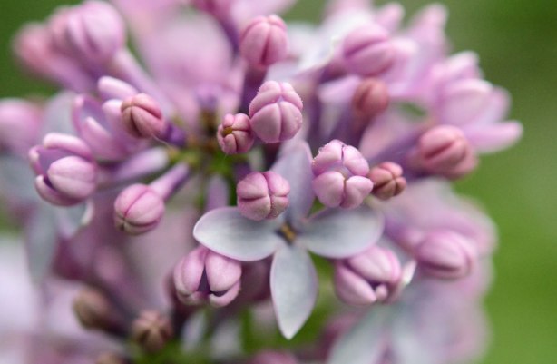 close up a cluster of lilac buds, with one flower already open that is partially obscured by buds 
