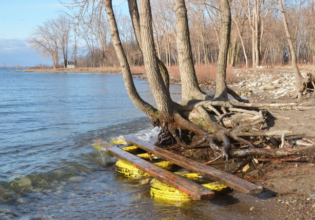 three yellow tires attached to lumber have washed up on the shore and gotten caught in the roots of a shoreline tree, Cherry Beach, Lake Ontario. 