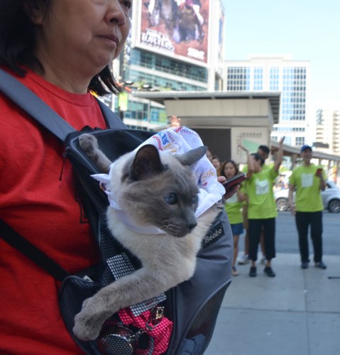 A woman is carrying a cat in what looks like a baby carrier on her chest. It is a Siamese cat