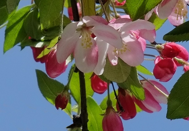 pink crab apple blossoms
