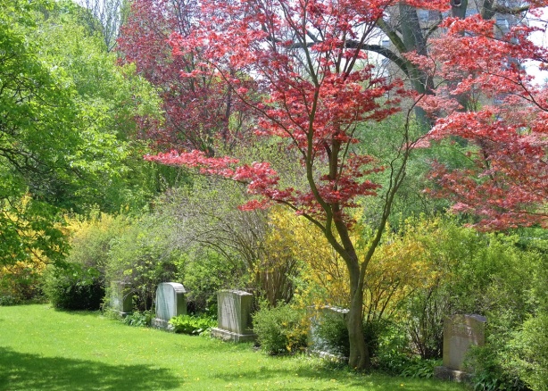 Small red maple (or Japanese maple) tree in the cemtery, also a forsythia bush and other green leafed trees. 