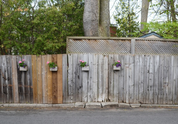 small wood flower boxes on a wood fence, with geraniums growing in the boxes