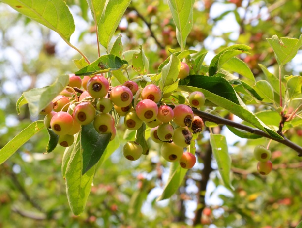 a large bunch of crab apples on a tree, many many berries on the tree