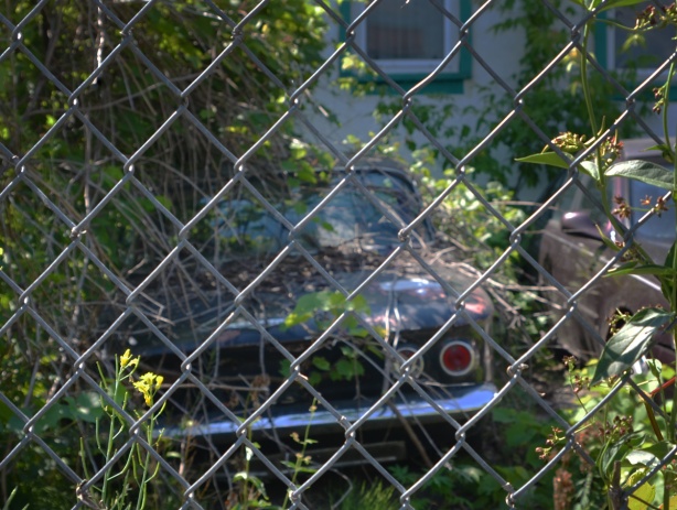 an old car in an overgrown backyard, behind chainlink fence 