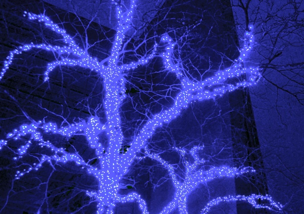 blue lights on a tree light