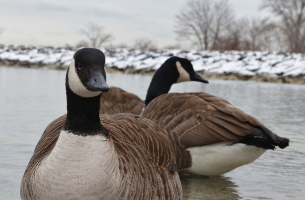 two canada geese in the water, up close