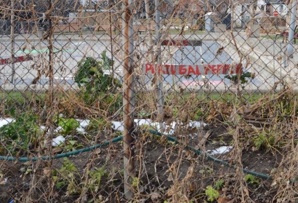 remains of a vegetable garden in late December, sign saying Portugal peppers