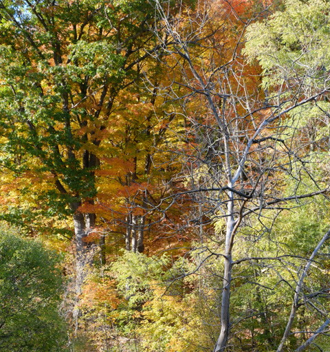 trees in the woods at Colonel Danforth park, one is dead, the others have colourful leaves, october scene