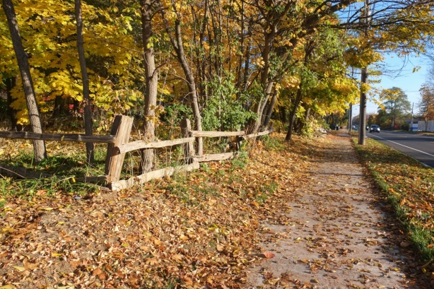 split cedar rail fence between autumn leaf covered sidewalk and trees 