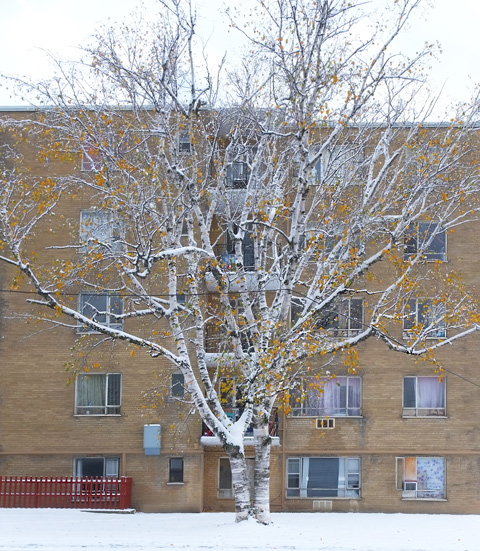 large old poplar tree in front of a brown brick midrise apartment building