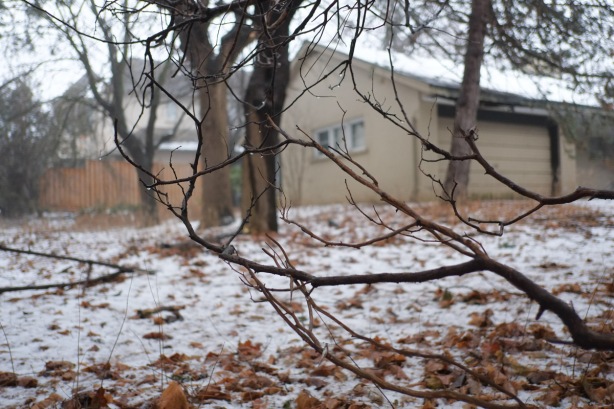 a branch has fallen off a tree and landed on the yard of an abandoned house, leaves and some snow on the lawn as well 