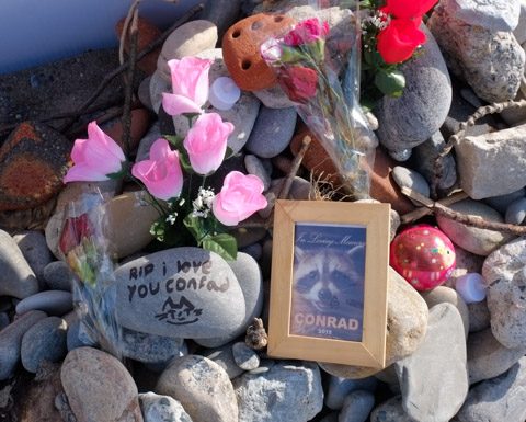 stones and flowers and a picture of a raccoon forming part of a memorial for Conrad the raccoon