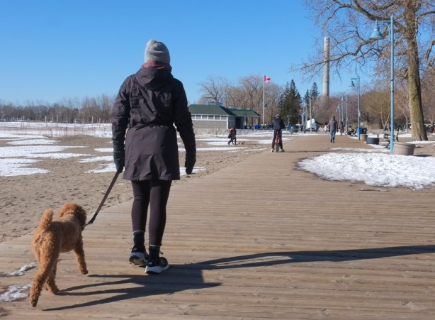a woman walking a small brown dog on the boardwalk at woodbine beach