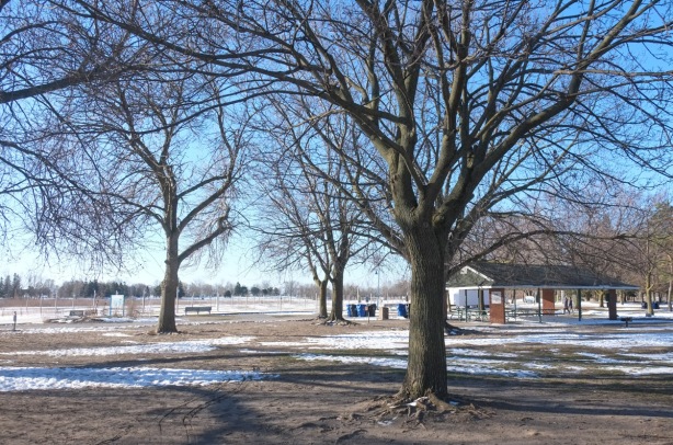 Woodbine beach in the winter, large trees, some snow, 