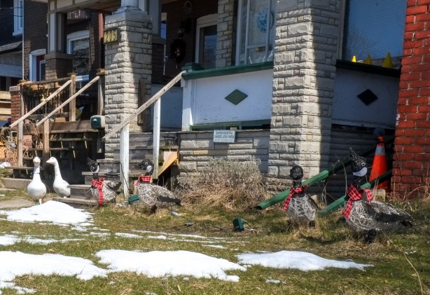 front yard with decorations - in the shape of canada geese with red scarves around their necks